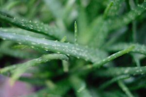aloe vera2